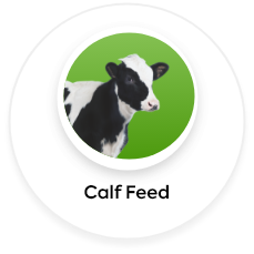 calf feed