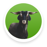 Sheep & Goat Feed