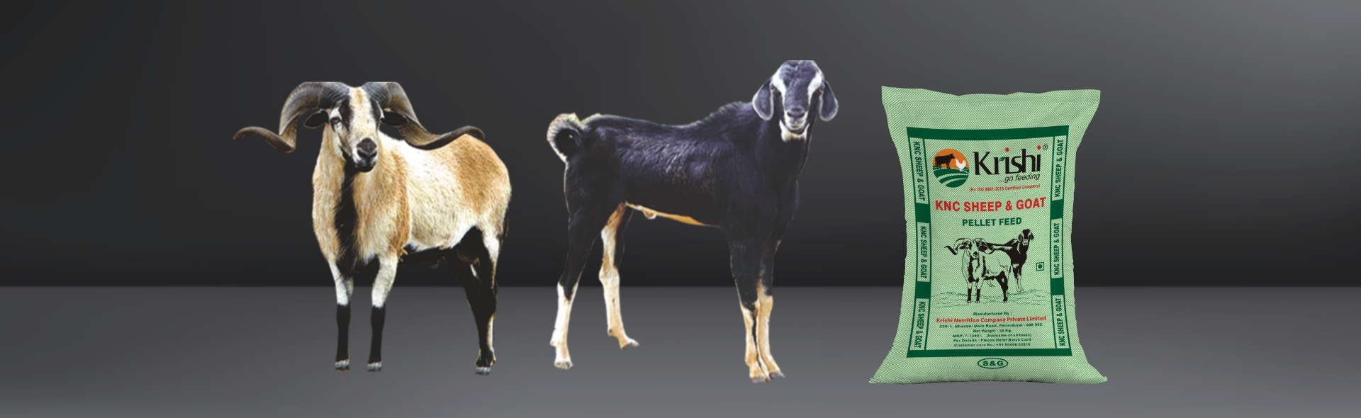 sheep-goat-feed